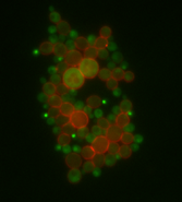 cell-bio-genetics-image